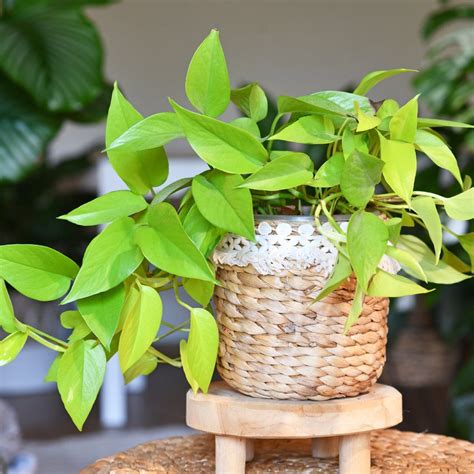 cebu flower delivery|8 Pothos Varieties Every Plant Lover Should Grow.